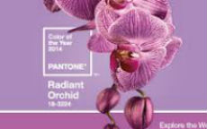 radiant orchid pantone